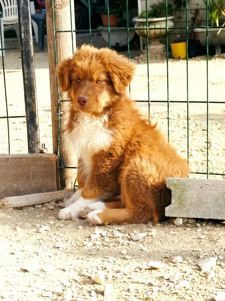 Du Rêve De L'Elégance - Chiot disponible  - Berger Australien