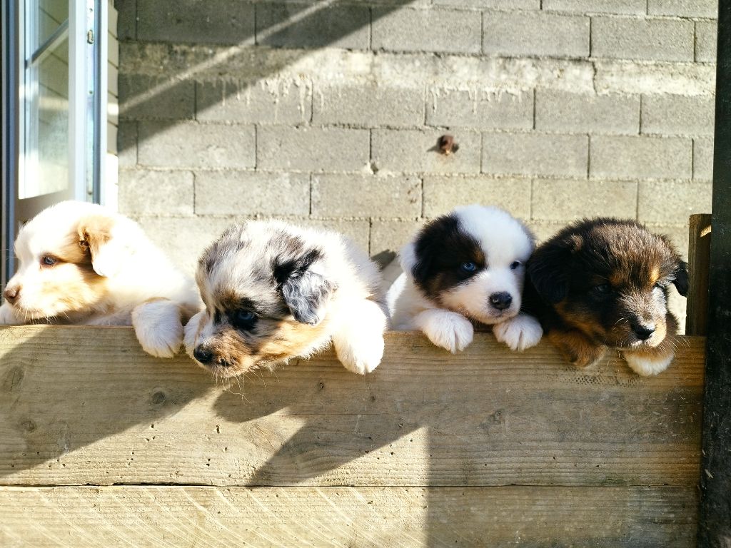 chiot Berger Australien Du Rêve De L'Elégance