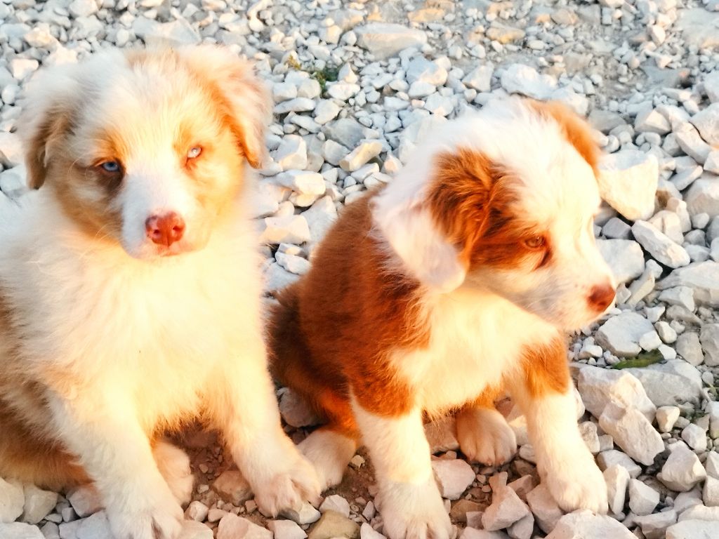 chiot Berger Australien Du Rêve De L'Elégance