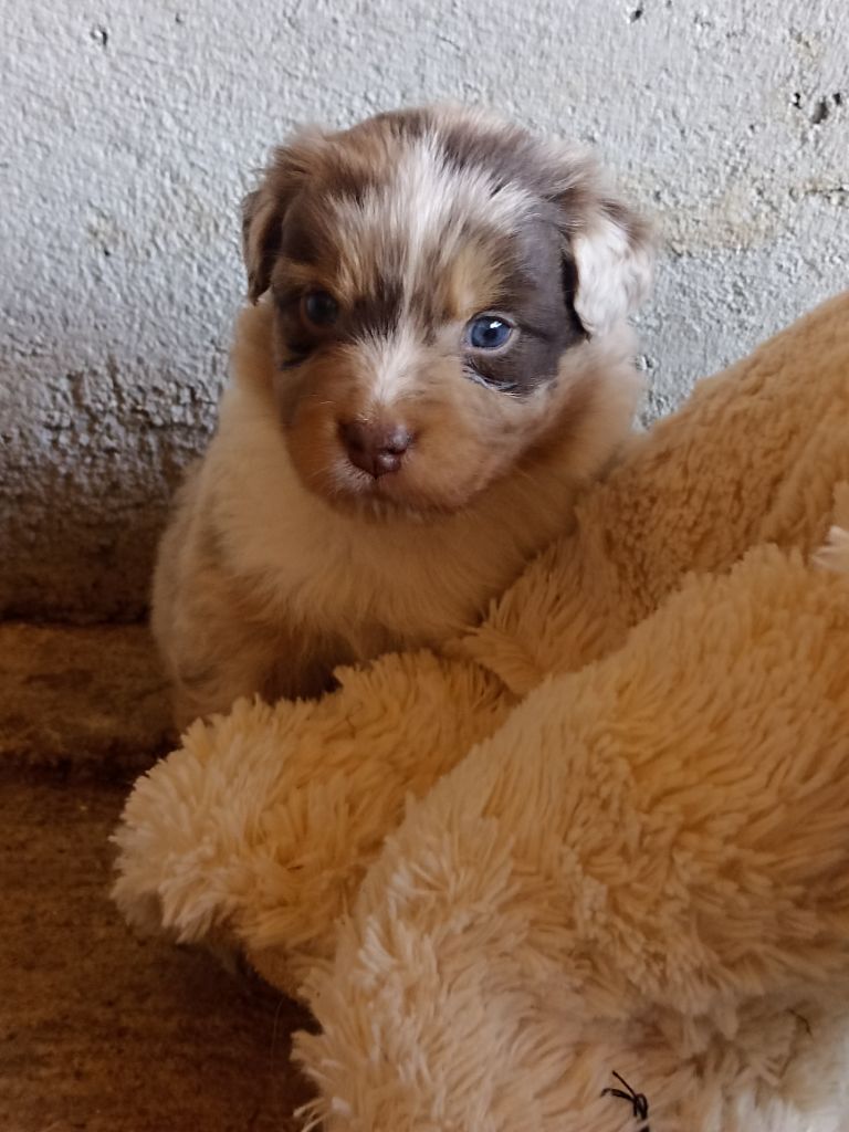 chiot Berger Australien Du Rêve De L'Elégance