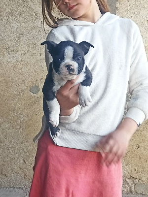 CHIOT mâle 3