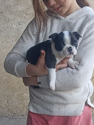 CHIOT mâle 2 