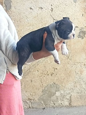 CHIOT mâle 3