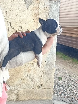 CHIOT mâle 1