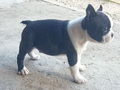 CHIOT mâle 1