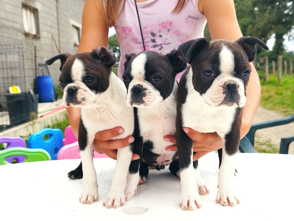 chiot Boston Terrier Du Rêve De L'Elégance