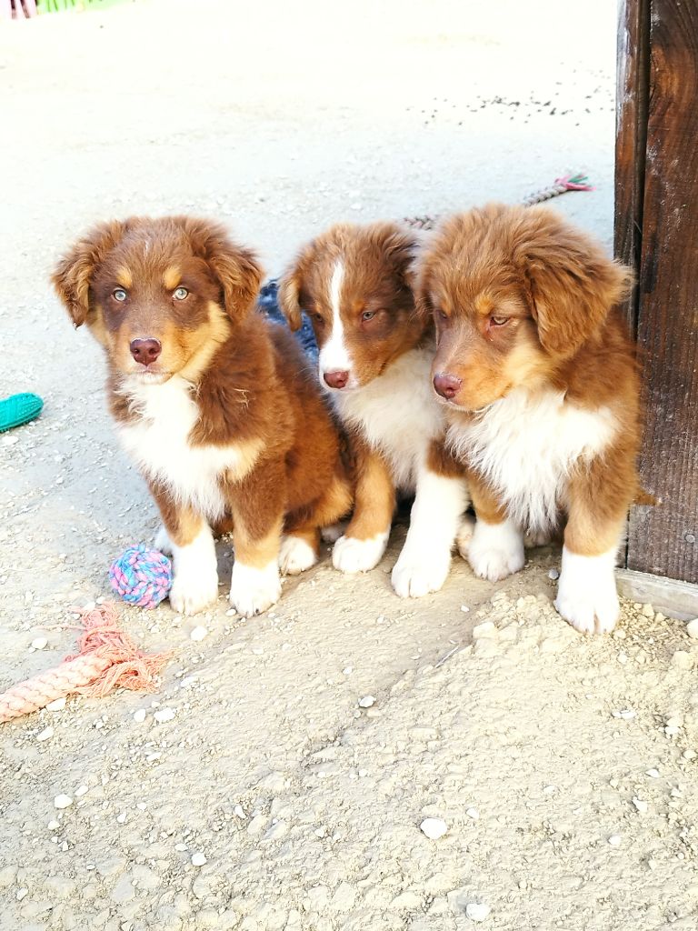 chiot Berger Australien Du Rêve De L'Elégance