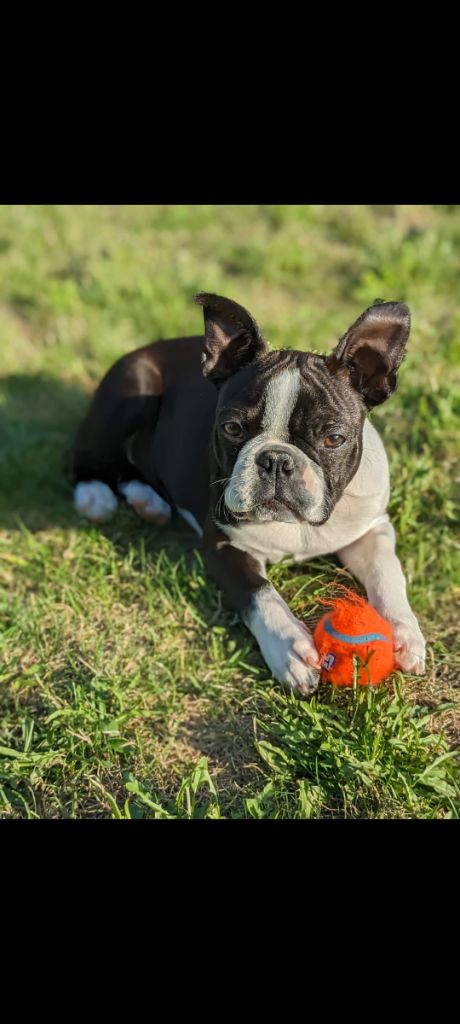 chiot Boston Terrier Du Rêve De L'Elégance