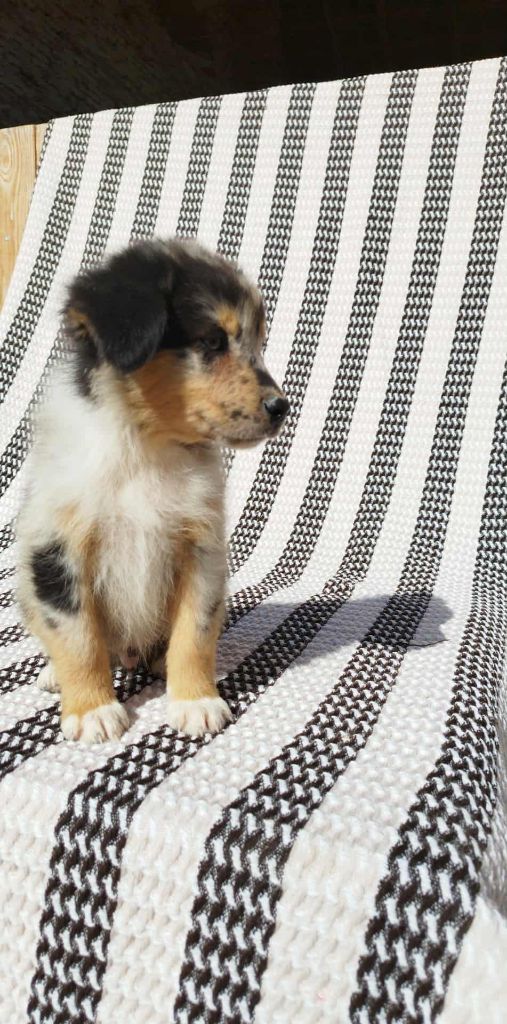 Du Rêve De L'Elégance - Chiots disponibles - Berger Australien