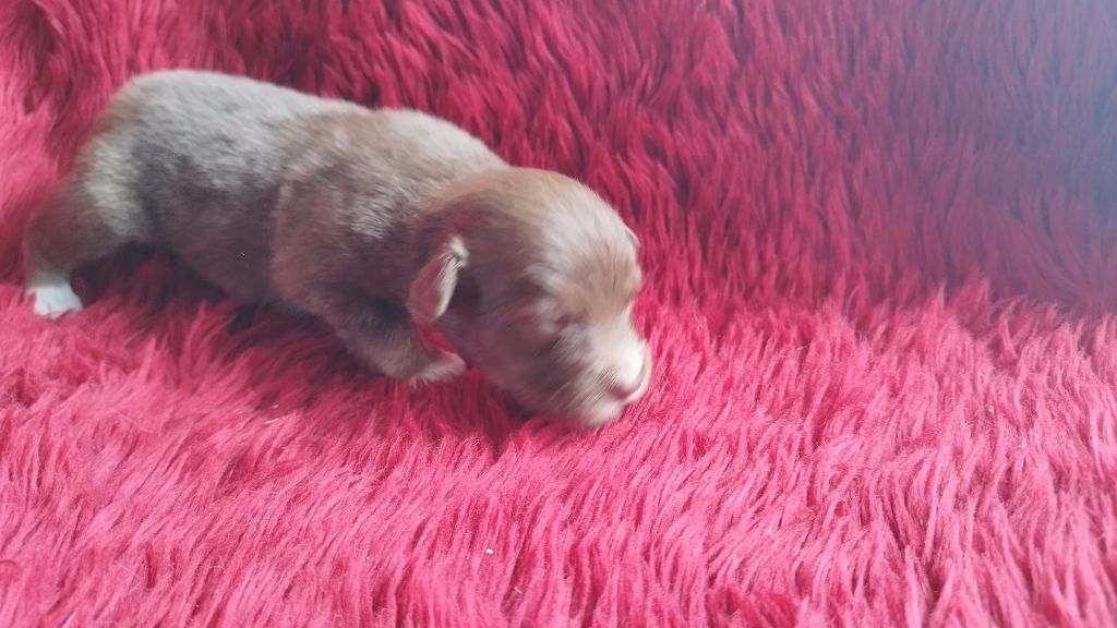 Du Rêve De L'Elégance - Chiots disponibles - Berger Australien