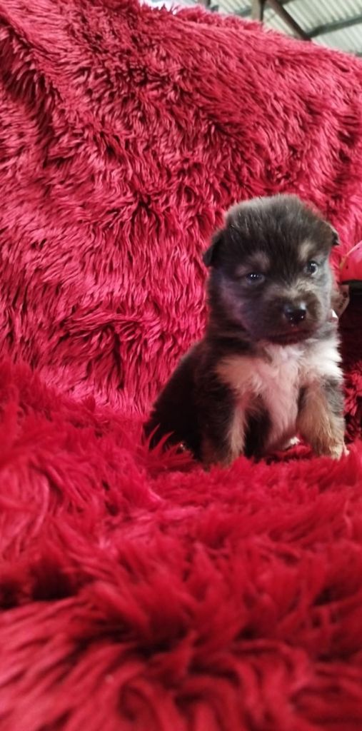 Du Rêve De L'Elégance - Chiots disponibles - Berger Australien