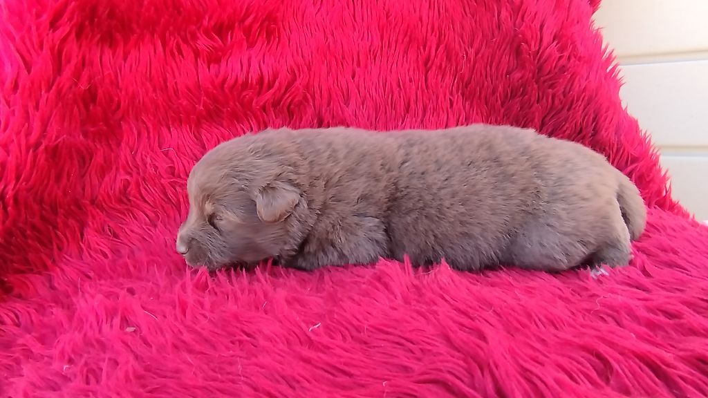 Du Rêve De L'Elégance - Chiots disponibles - Berger Australien
