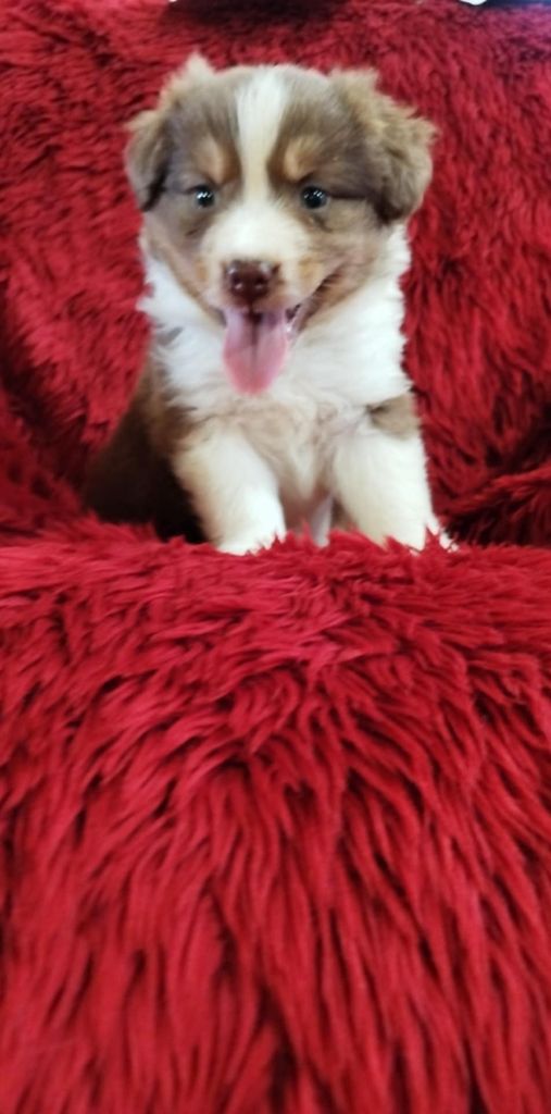 Du Rêve De L'Elégance - Chiots disponibles - Berger Australien