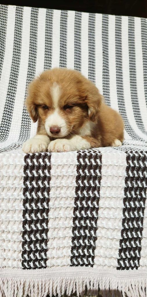 Du Rêve De L'Elégance - Chiots disponibles - Berger Australien