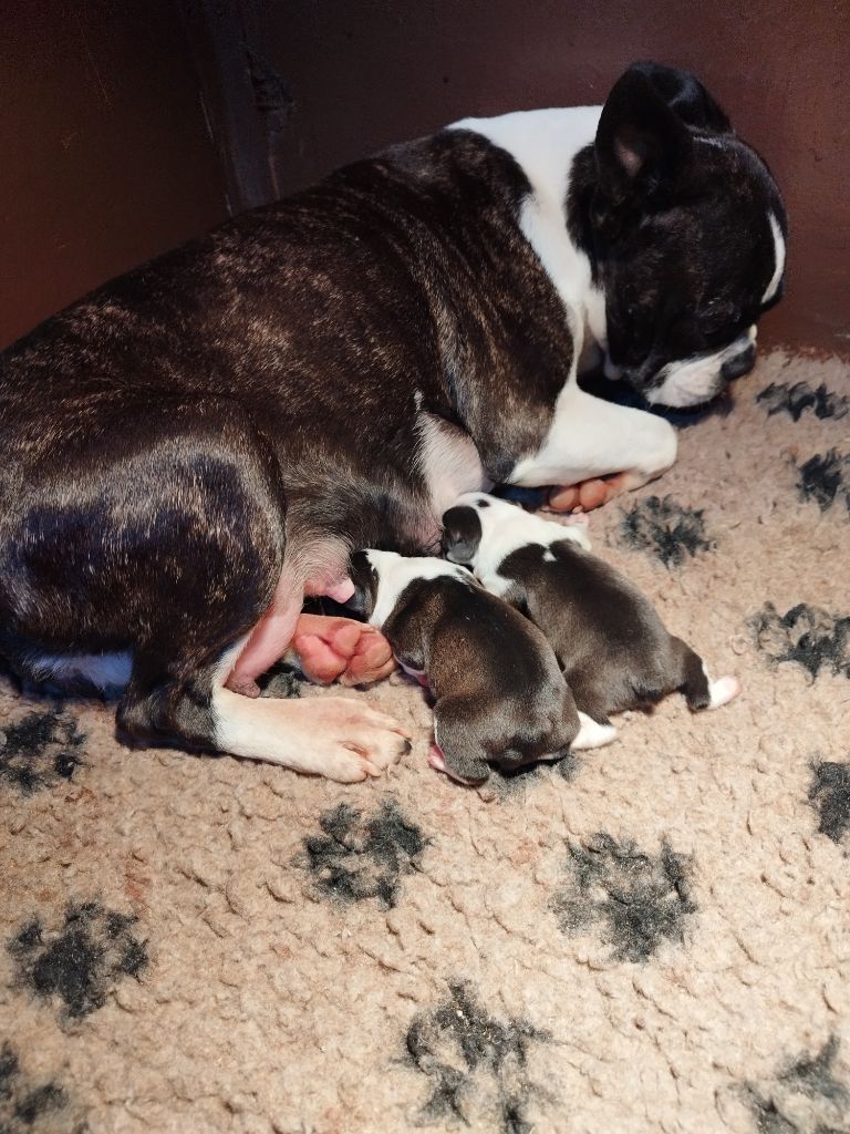 Du Rêve De L'Elégance - Boston Terrier - Portée née le 14/11/2023