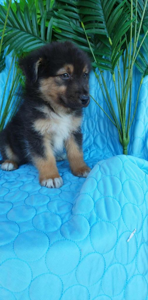 Du Rêve De L'Elégance - Chiots disponibles - Berger Australien