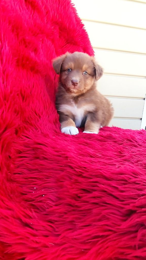 Du Rêve De L'Elégance - Chiots disponibles - Berger Australien