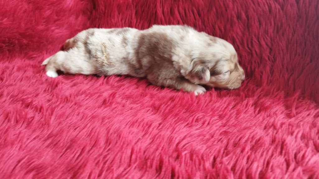 Du Rêve De L'Elégance - Chiots disponibles - Berger Australien