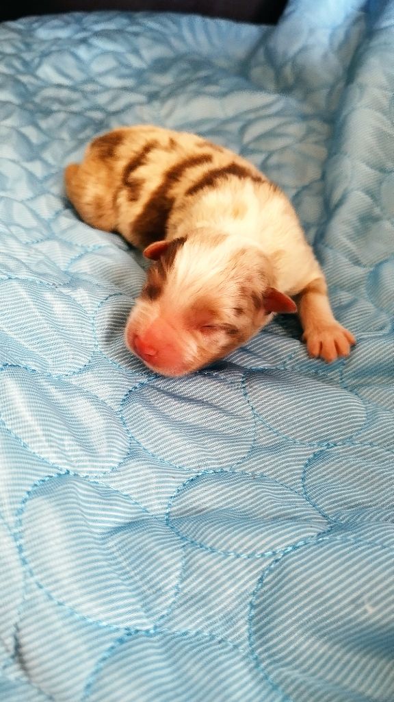 Du Rêve De L'Elégance - Chiots disponibles - Berger Australien