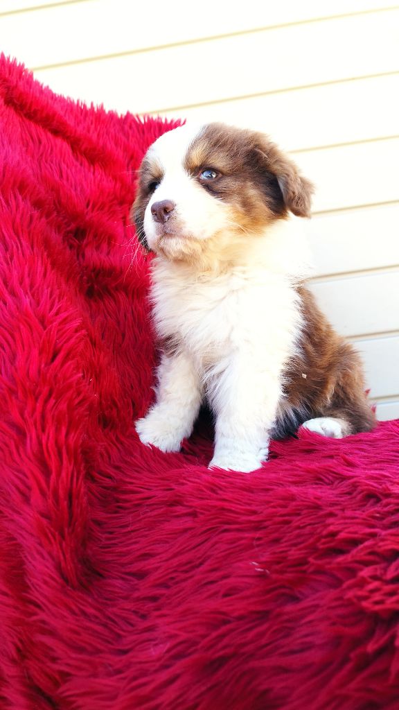 Du Rêve De L'Elégance - Chiots disponibles - Berger Australien