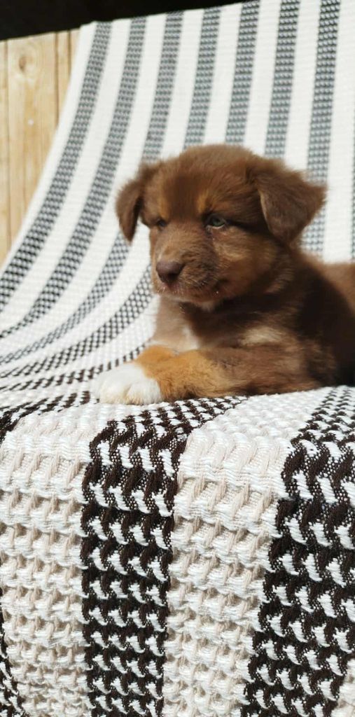 Du Rêve De L'Elégance - Chiots disponibles - Berger Australien