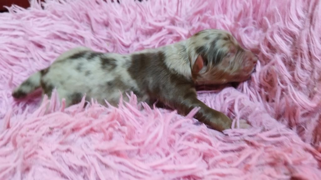 Du Rêve De L'Elégance - Chiots disponibles - Berger Australien