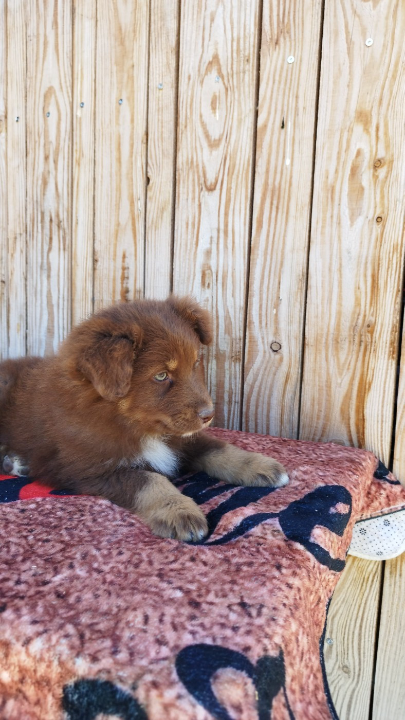 Du Rêve De L'Elégance - Chiots disponibles - Berger Australien