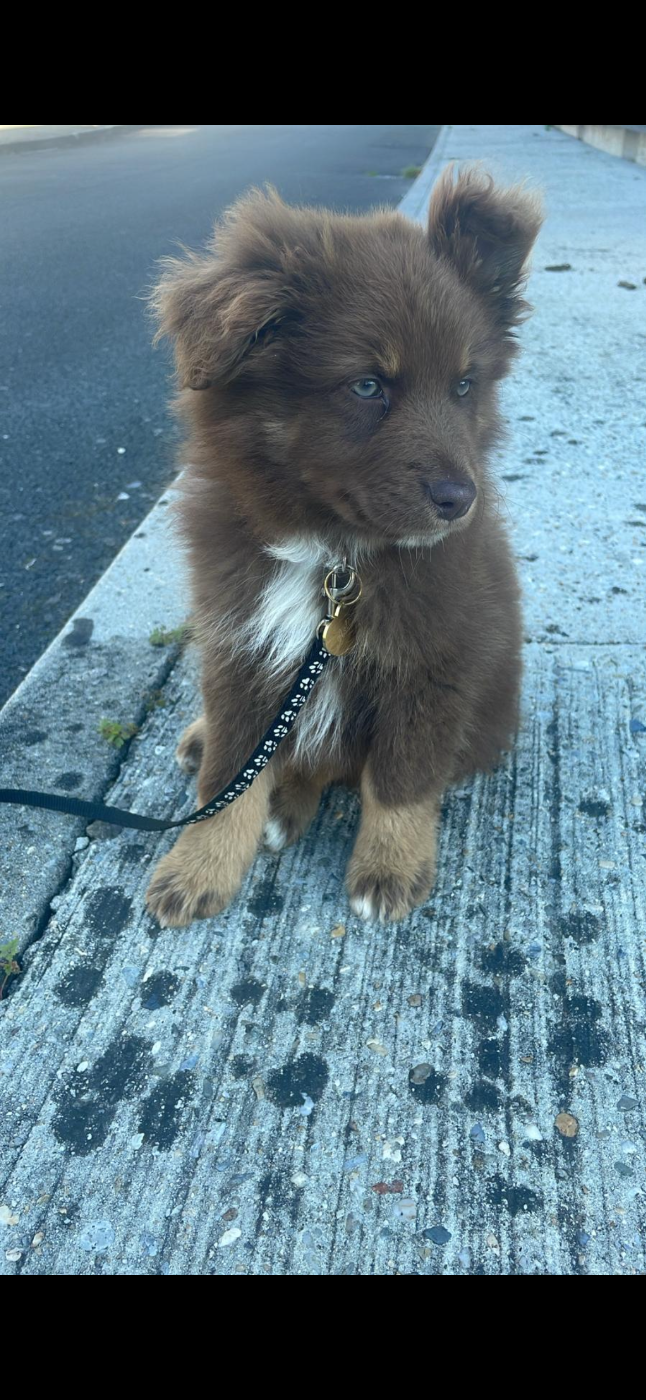 Chiot Berger Australien Du Rêve De L'Elégance