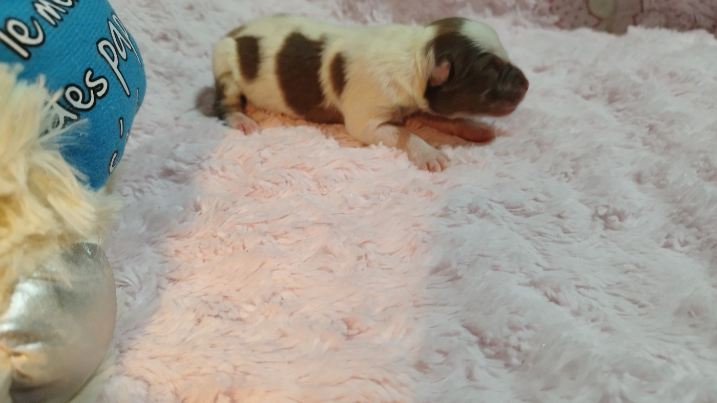 Du Rêve De L'Elégance - Chiots disponibles - Berger Australien