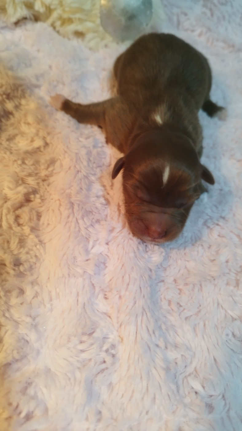 Du Rêve De L'Elégance - Chiots disponibles - Berger Australien