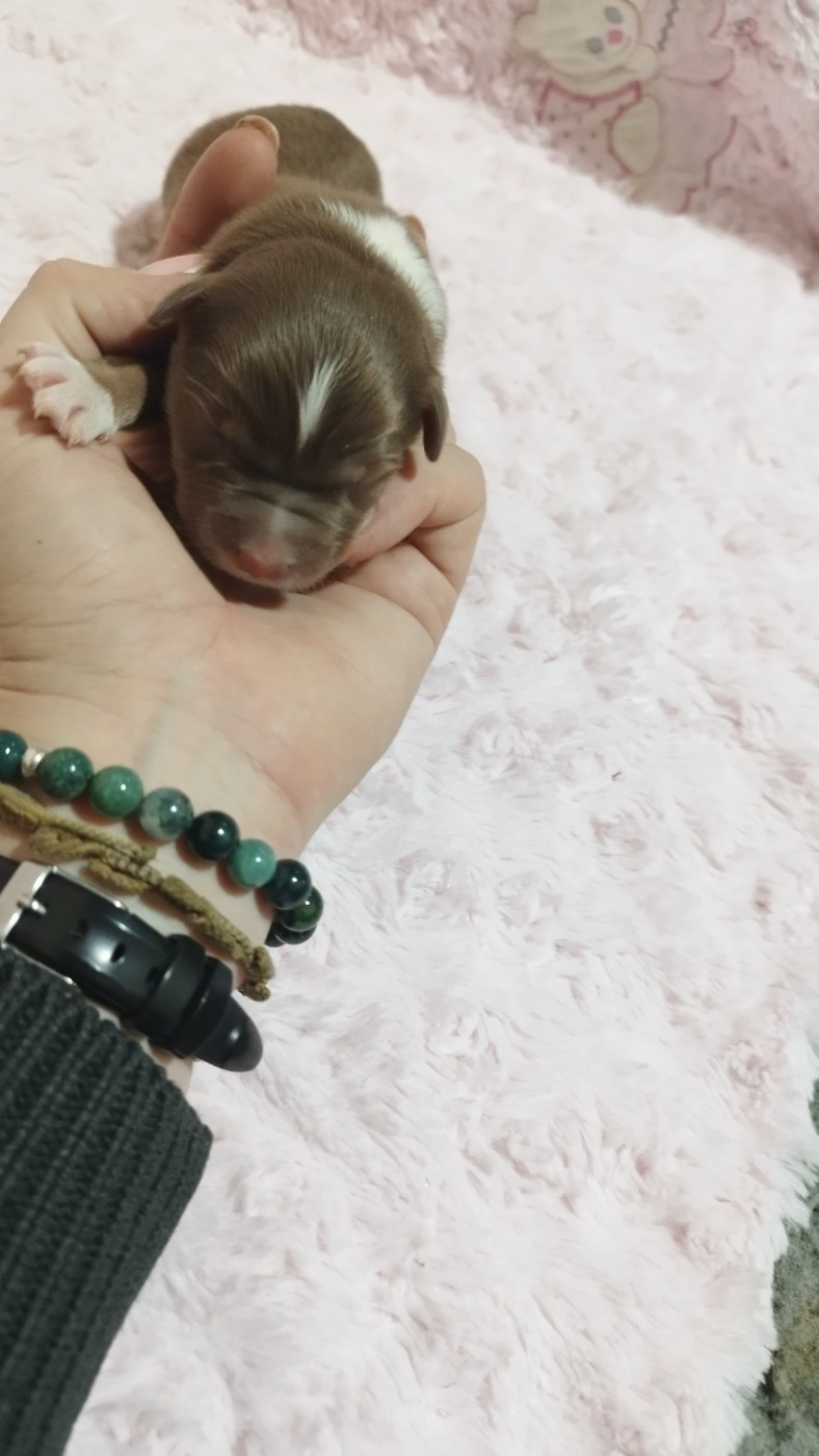 Du Rêve De L'Elégance - Chiots disponibles - Berger Australien