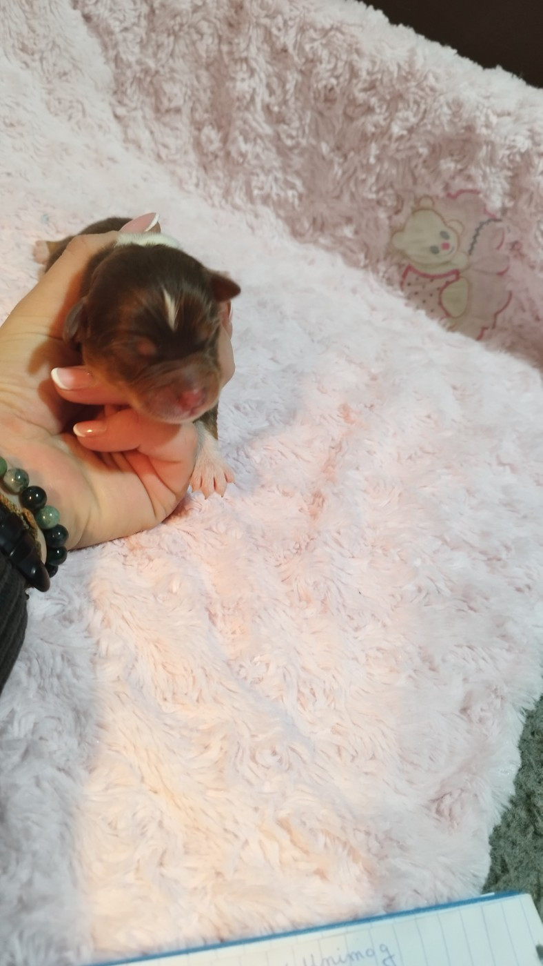 Du Rêve De L'Elégance - Chiots disponibles - Berger Australien