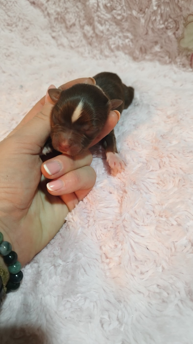 Du Rêve De L'Elégance - Chiots disponibles - Berger Australien