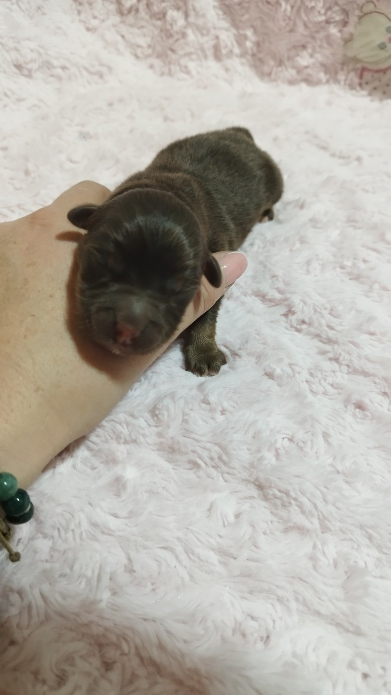 Du Rêve De L'Elégance - Chiots disponibles - Berger Australien