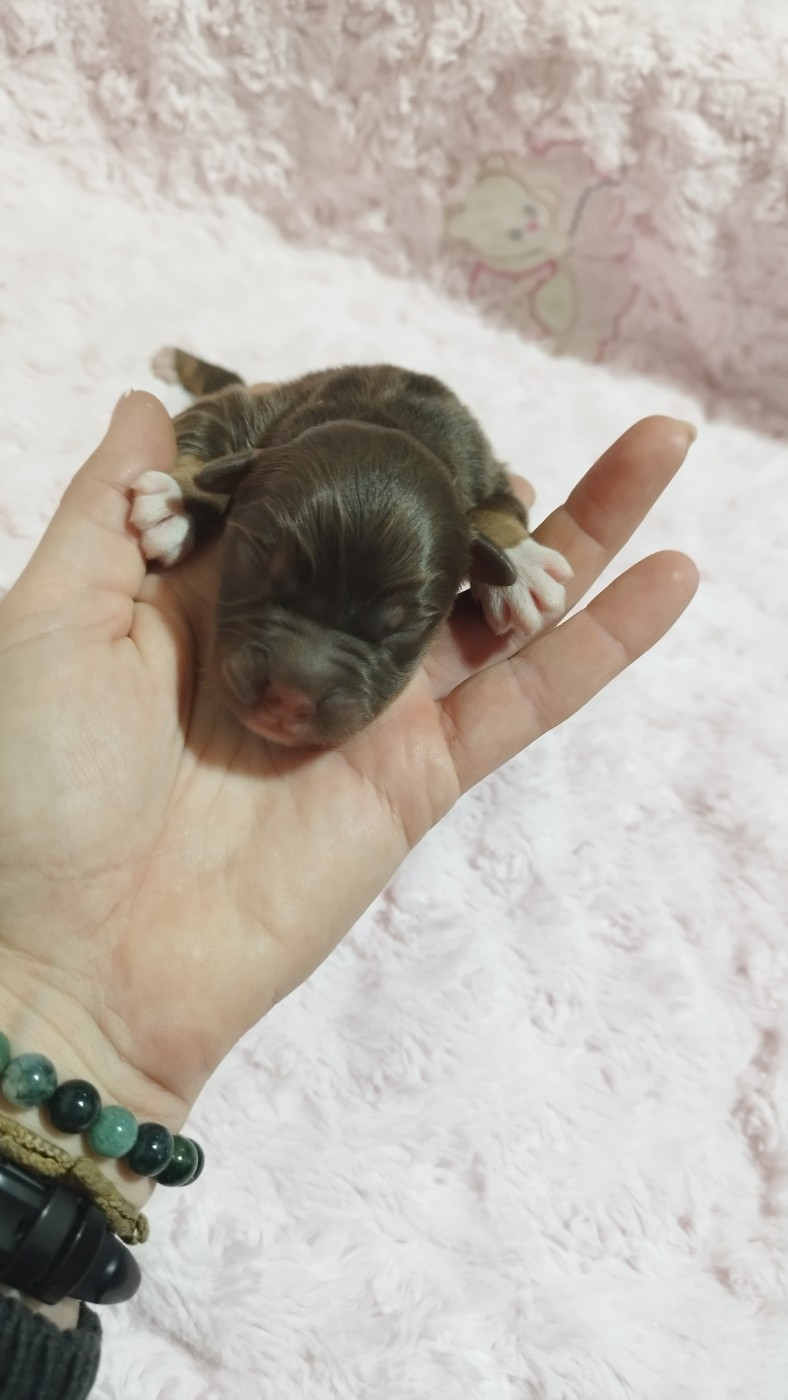 Du Rêve De L'Elégance - Chiots disponibles - Berger Australien