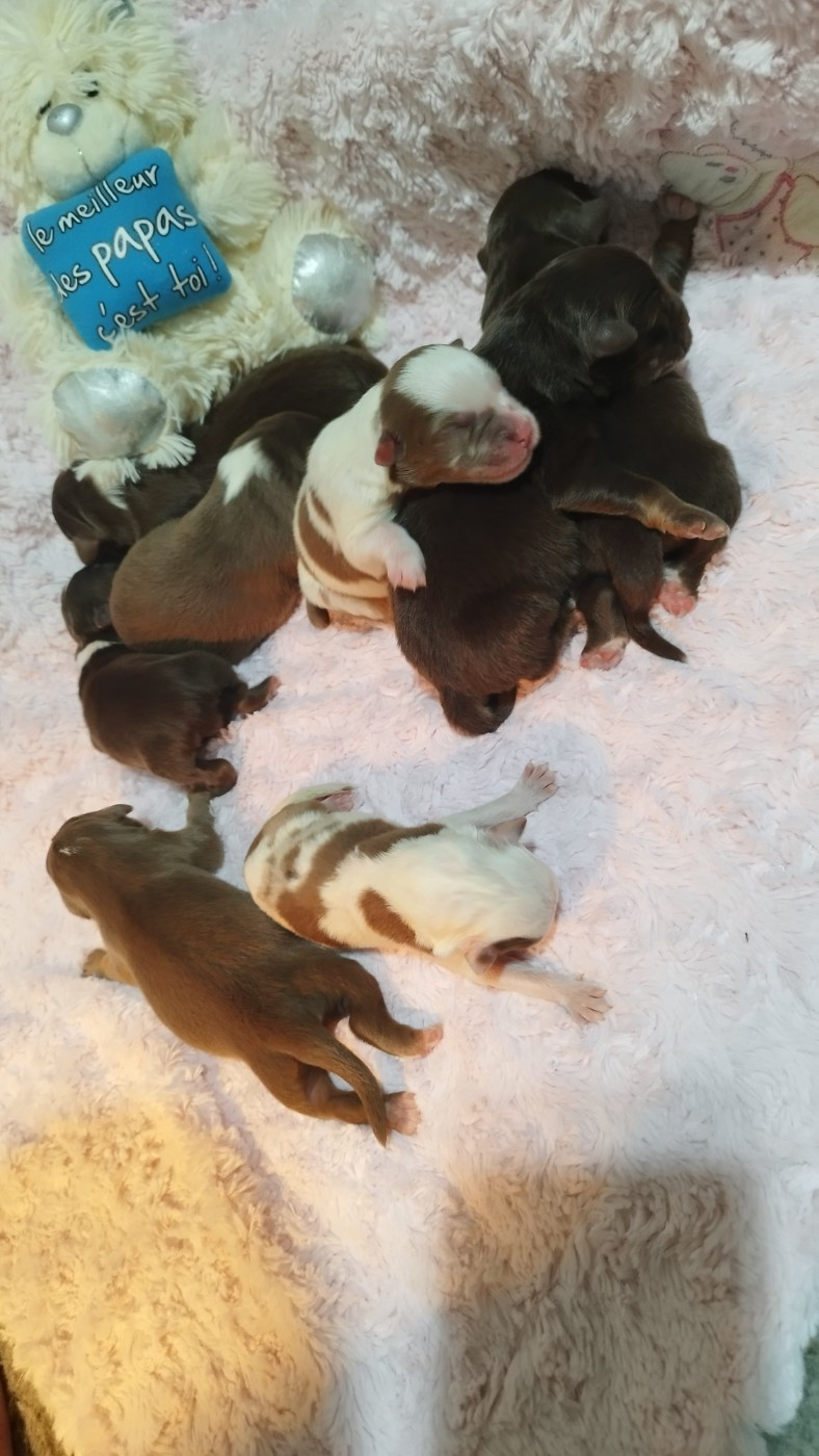 Chiot Berger Australien Du Rêve De L'Elégance