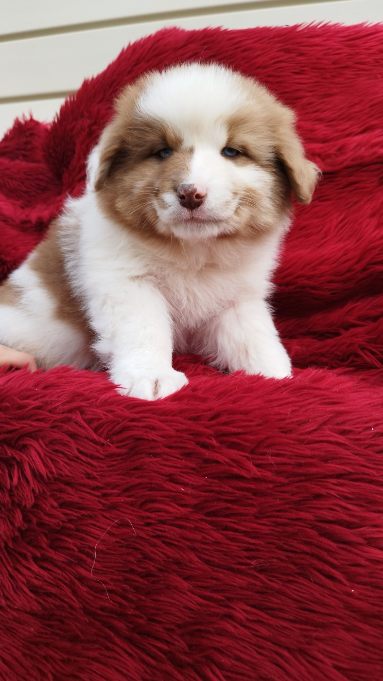 Du Rêve De L'Elégance - Chiots disponibles - Berger Australien