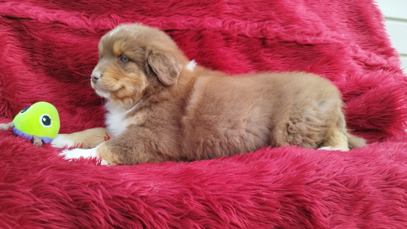 Du Rêve De L'Elégance - Chiots disponibles - Berger Australien