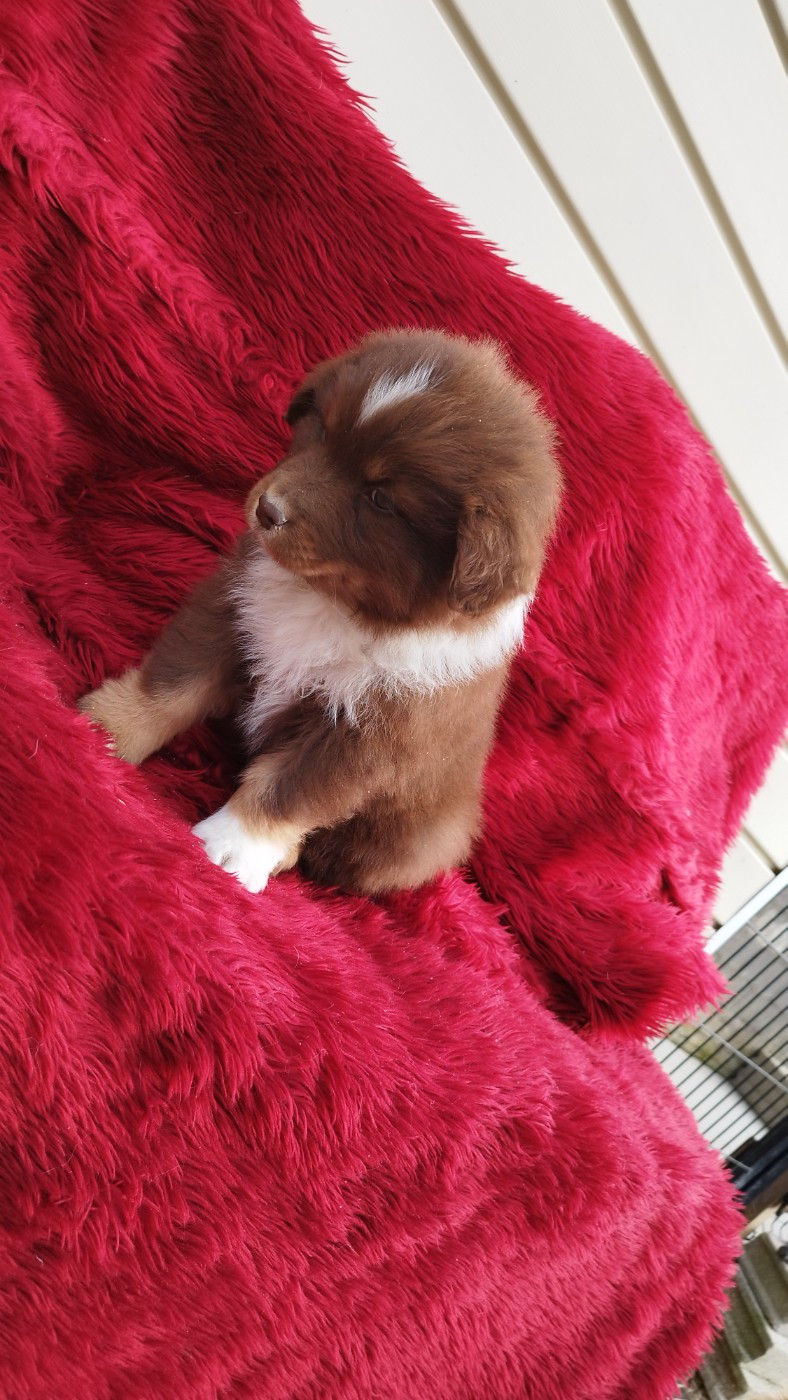 Du Rêve De L'Elégance - Chiots disponibles - Berger Australien