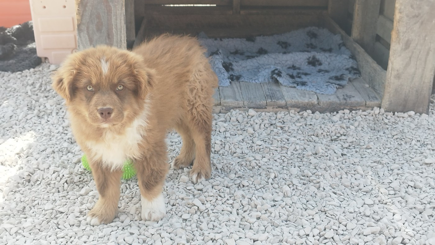 Du Rêve De L'Elégance - Chiots disponibles - Berger Australien