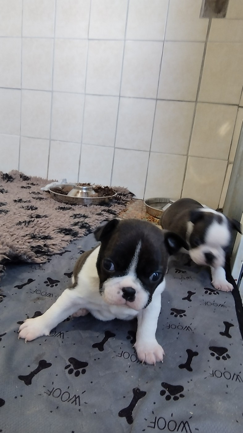 Du Rêve De L'Elégance - Boston Terrier - Portée née le 18/03/2026