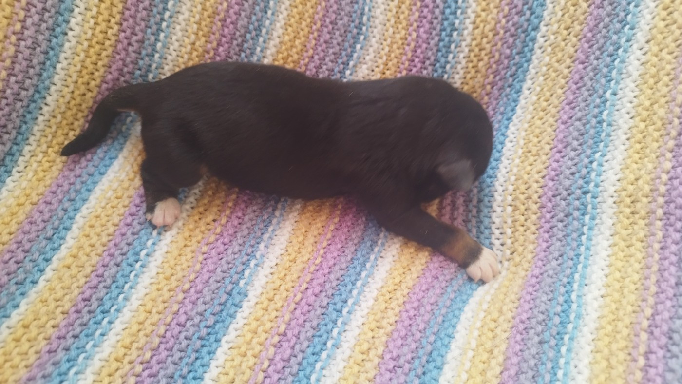 Du Rêve De L'Elégance - Chiots disponibles - Berger Australien