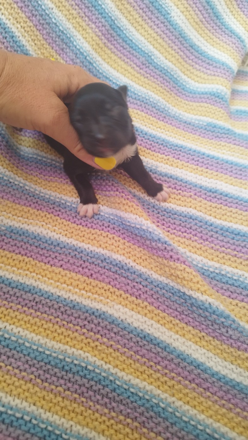 Du Rêve De L'Elégance - Chiots disponibles - Berger Australien