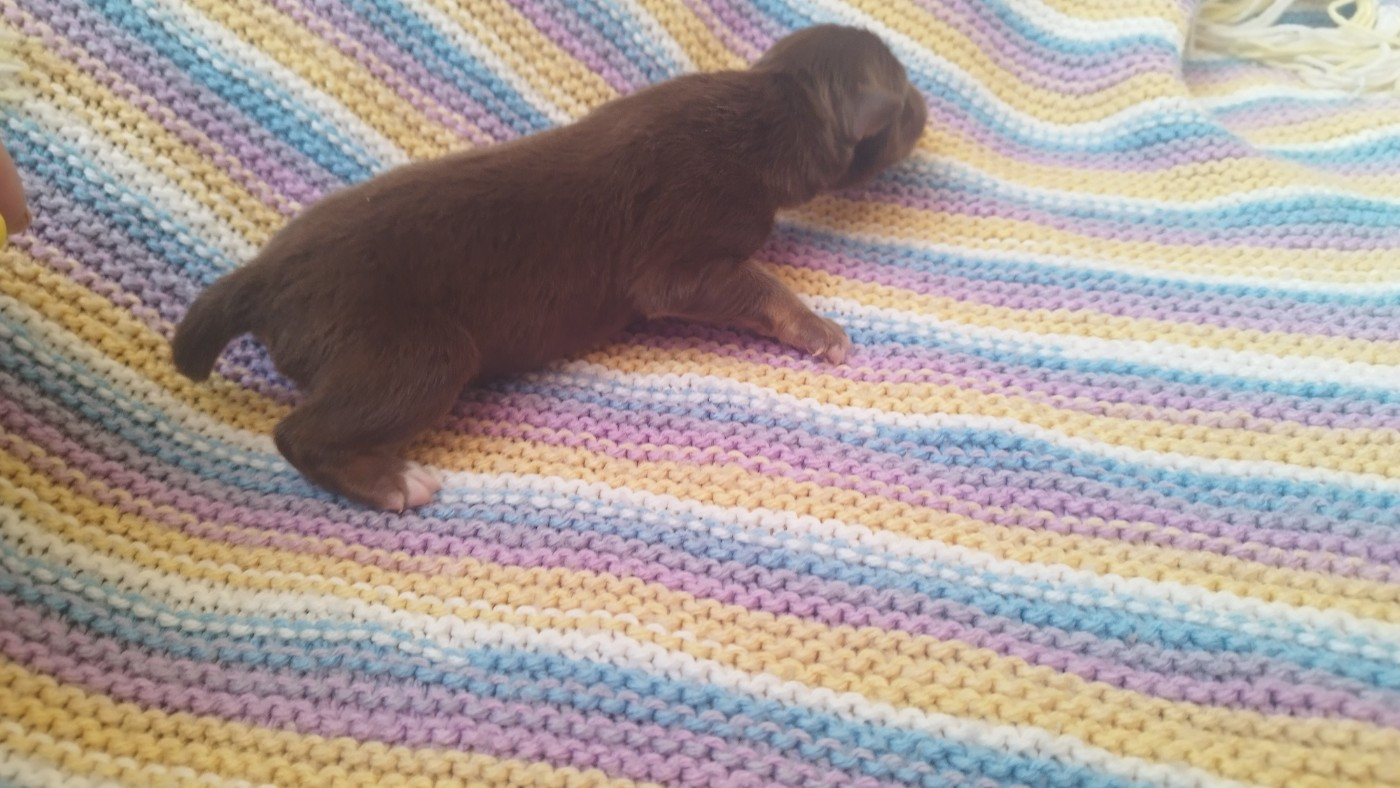 Du Rêve De L'Elégance - Chiots disponibles - Berger Australien