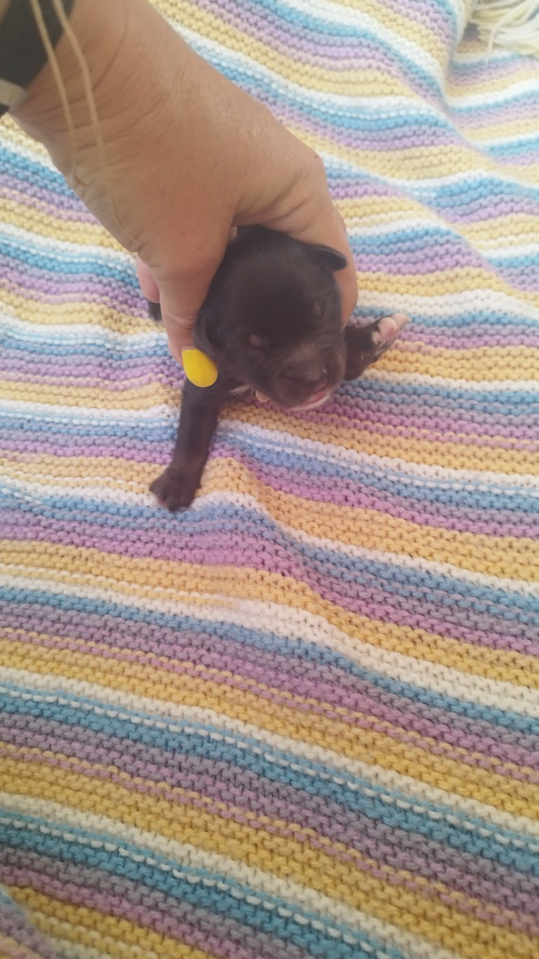 Du Rêve De L'Elégance - Chiots disponibles - Berger Australien