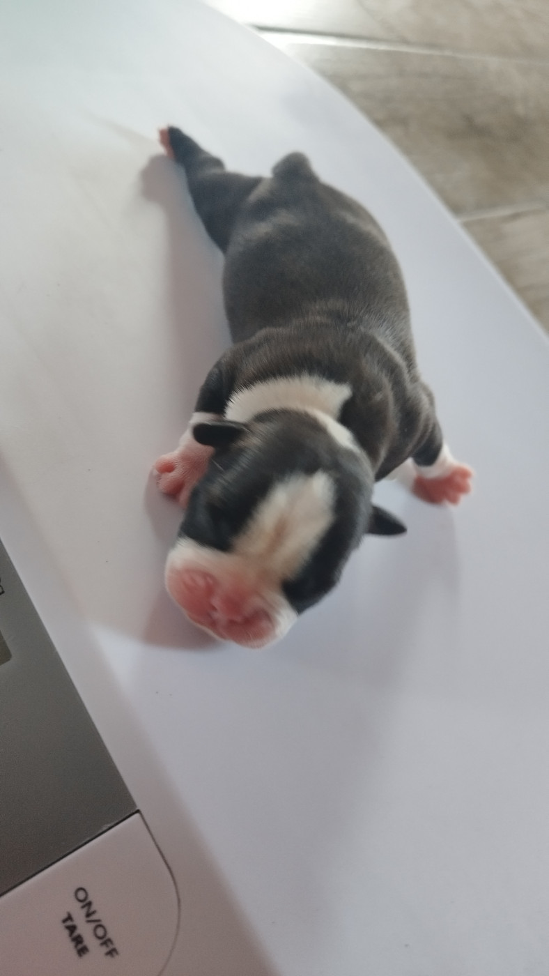 Du Rêve De L'Elégance - Chiots disponibles - Boston Terrier