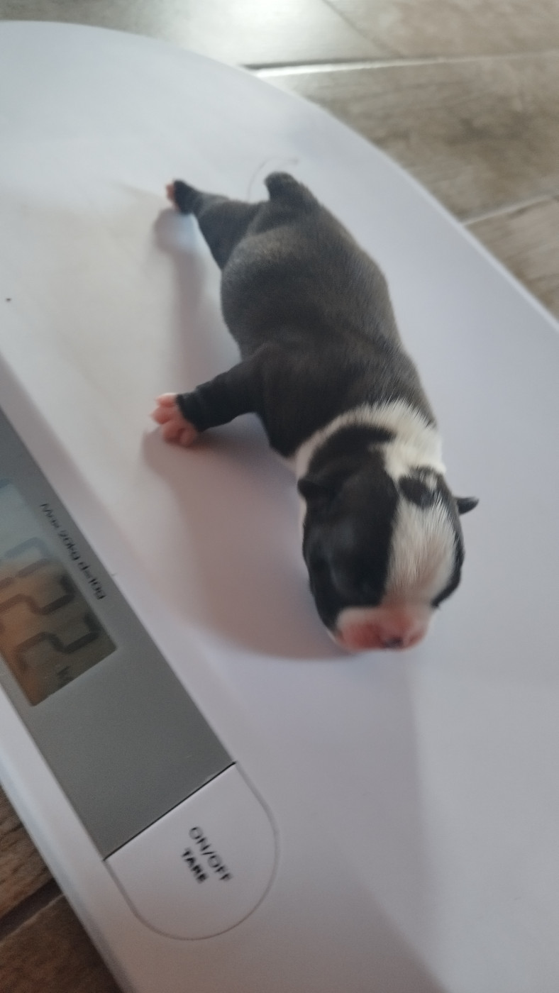 Du Rêve De L'Elégance - Chiots disponibles - Boston Terrier