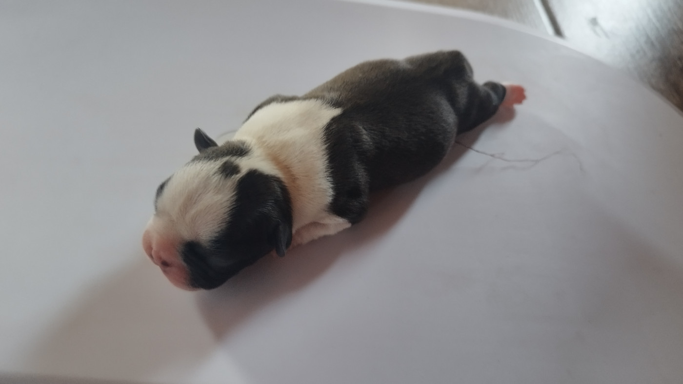 Du Rêve De L'Elégance - Chiots disponibles - Boston Terrier
