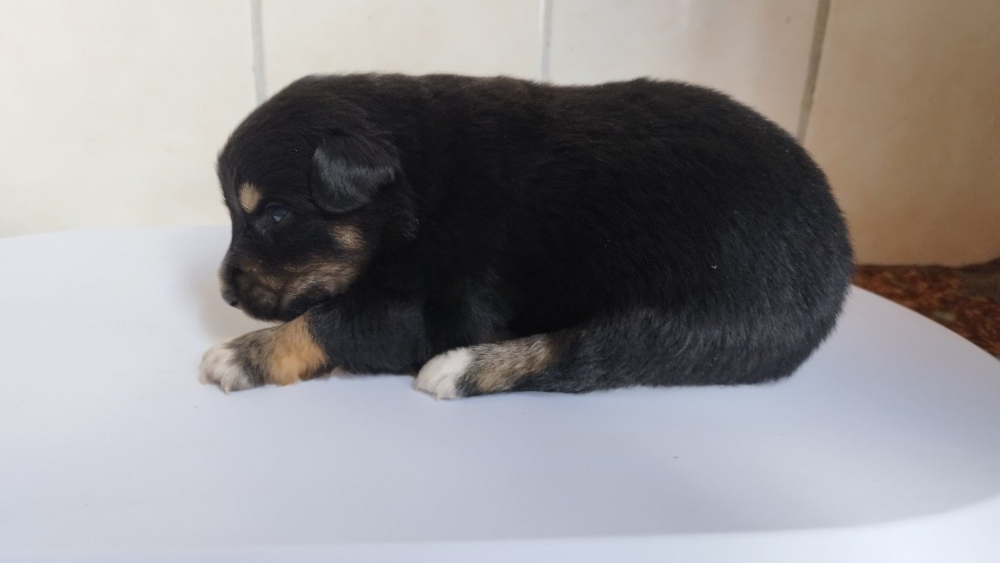 Du Rêve De L'Elégance - Chiots disponibles - Berger Australien