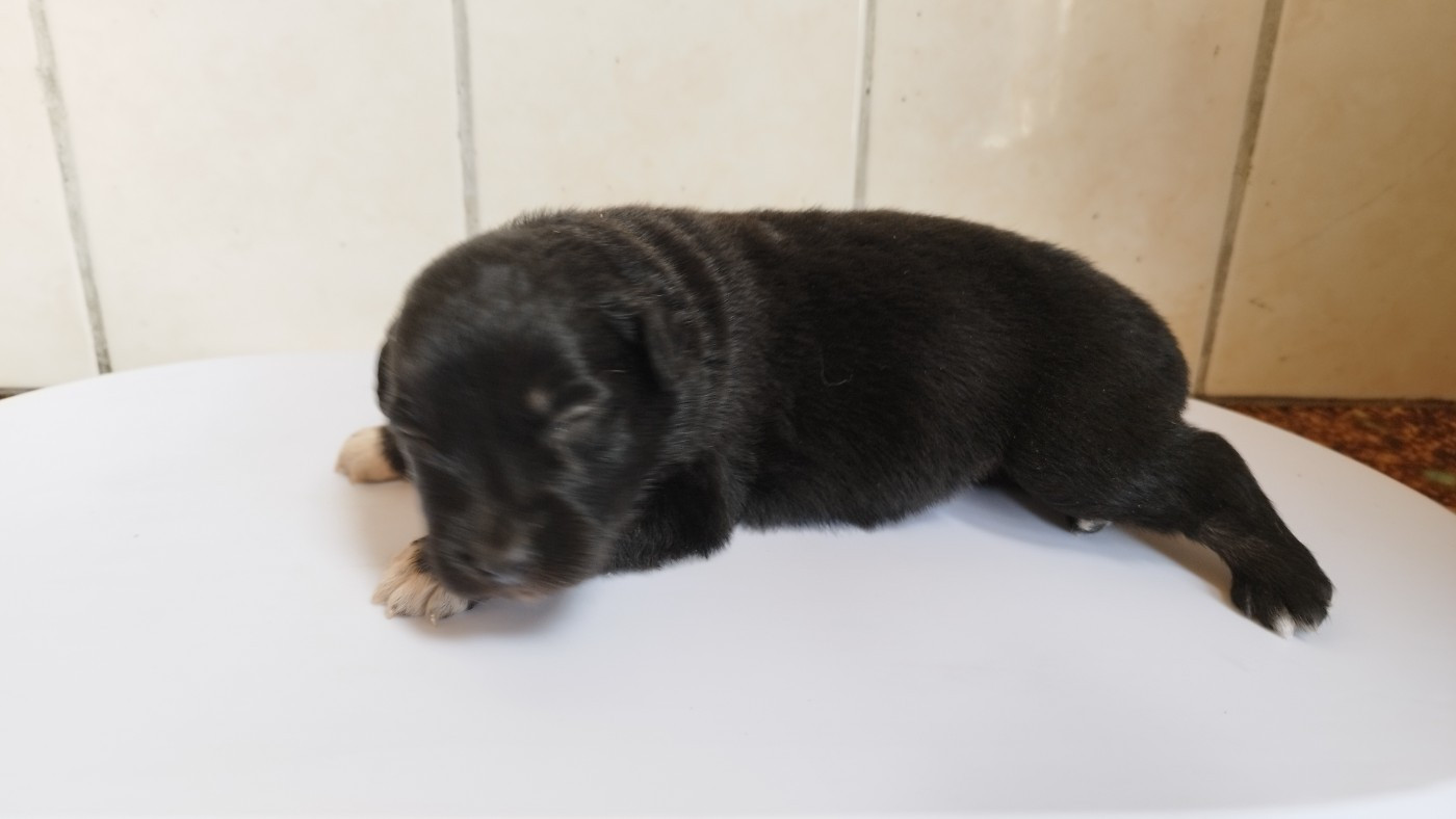 Du Rêve De L'Elégance - Chiots disponibles - Berger Australien